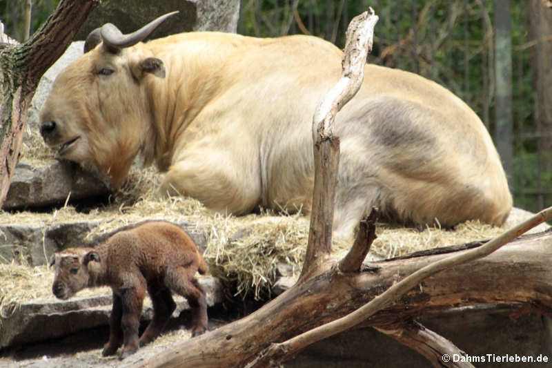 Goldtakin (Budorcas taxicolor bedfordi)