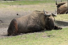 Mishmi-Takin (Budorcas taxicolor taxicolor) im Tierpark Berlin