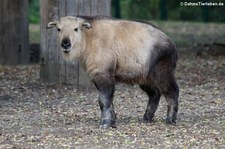 Sichuan-Takin (Budorcas taxicolor tibetana) im Tierpark Berlin