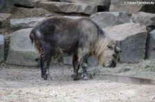 Sichuan-Takin (Budorcas taxicolor tibetana) im Tierpark Berlin