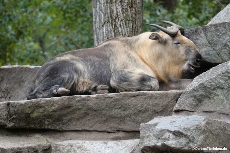 Budorcas taxicolor tibetana