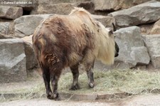 Sichuan-Takin (Budorcas taxicolor tibetana) im Tierpark Berlin