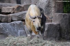 Sichuan-Takin (Budorcas taxicolor tibetana) im Tierpark Berlin