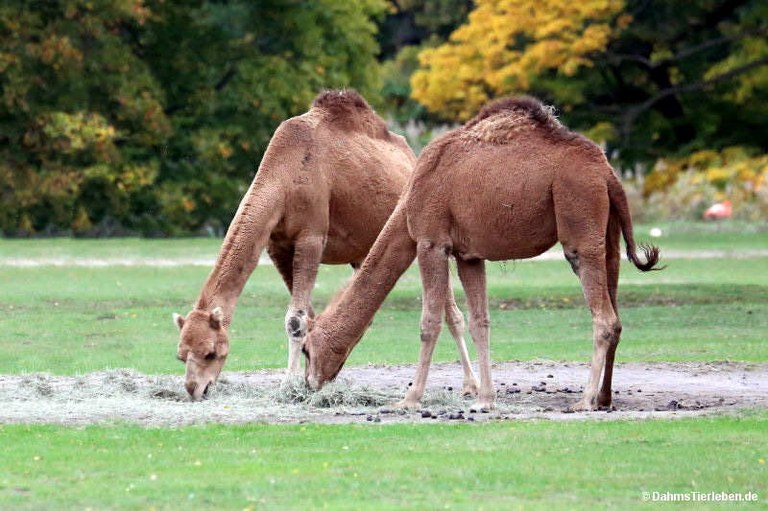 Camelus dromedarius