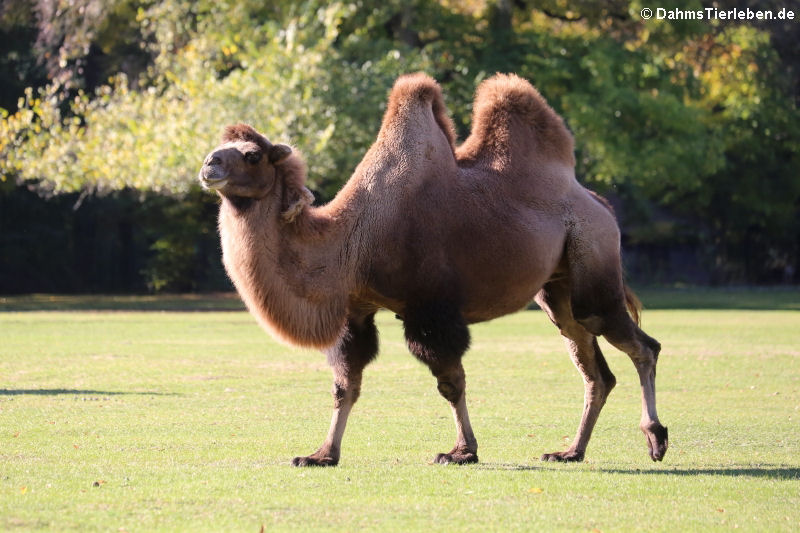 Trampeltier (Camelus ferus f. bactrianus)