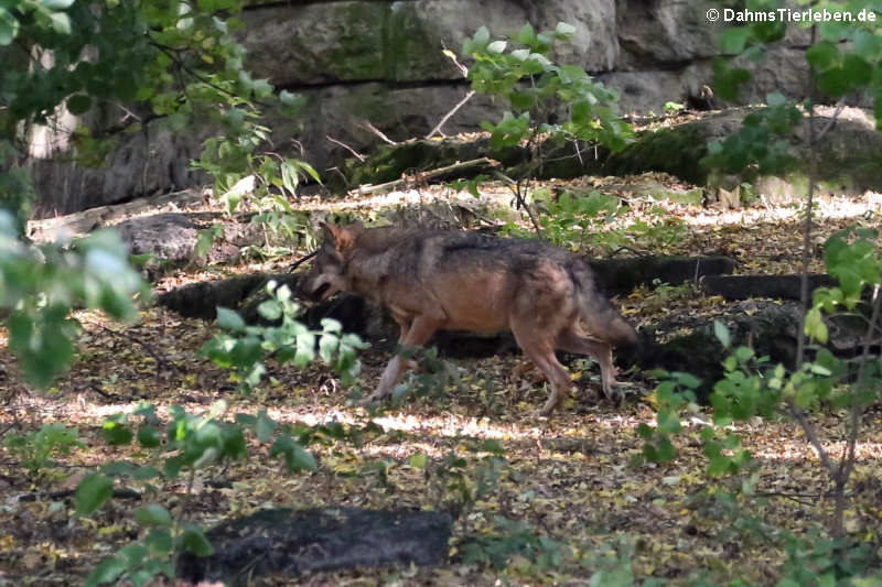 Iberischer Wolf (Canis lupus signatus)