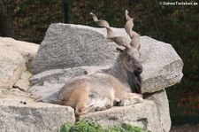 Schraubenziege (Capra falconeri) im Tierpark Berlin