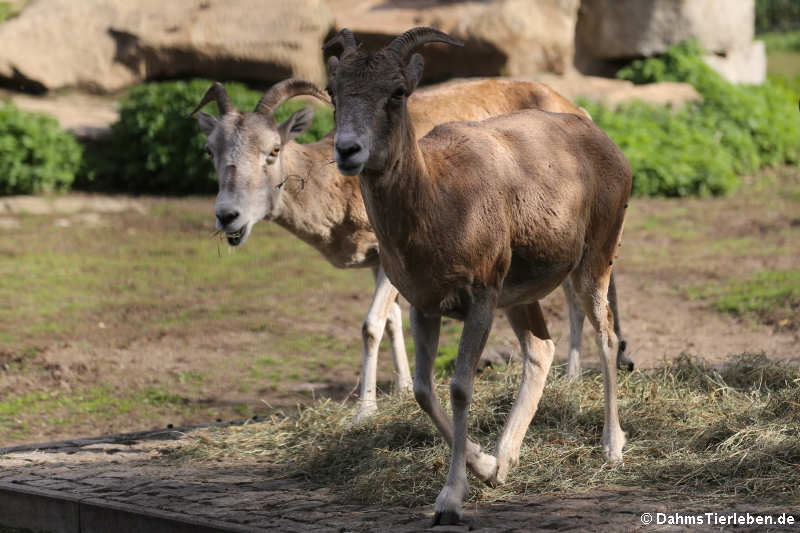 Schraubenziegen Capra falconeri-3