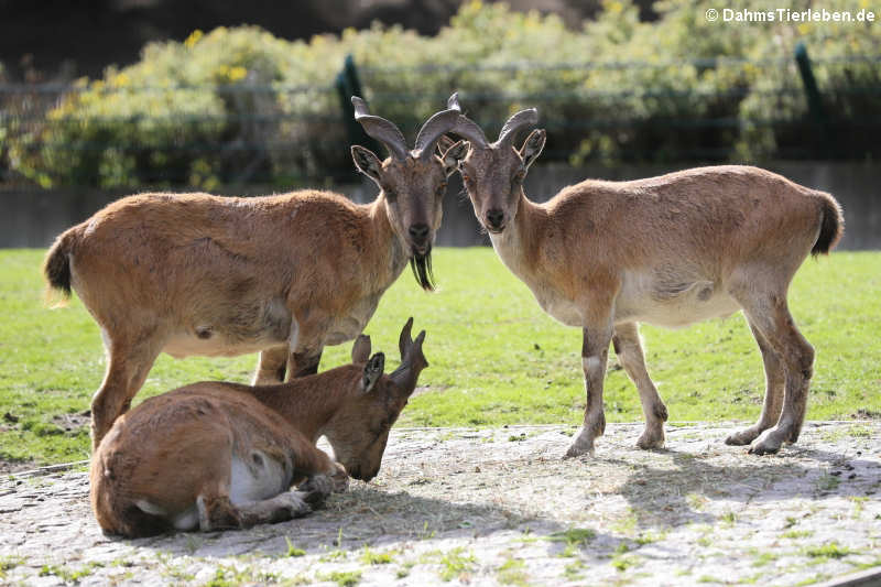 Schraubenziegen Capra falconeri-2