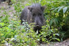 Chaco-Pekari (Catagonus wagneri) im Tierpark Berlin