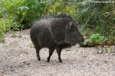 Chaco-Pekari (Catagonus wagneri) im Tierpark Berlin