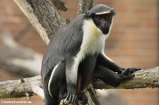 Dianameerkatze (Cercopithecus diana) im Tierpark Berlin