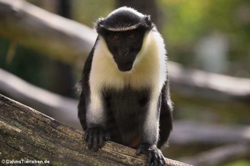 Dianameerkatze (Cercopithecus diana diana)