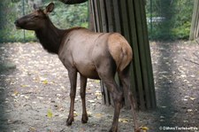 Wapiti (Cervus canadensis manitobensis) im Tierpark Berlin