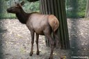 Cervus canadensis manitobensis