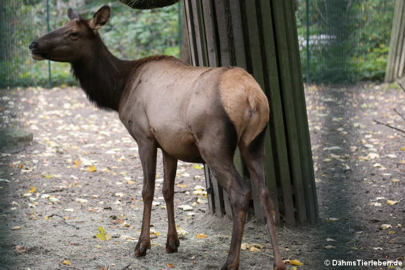 Cervus canadensis manitobensis