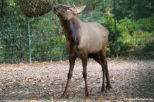 Zwergwapiti (Cervus canadensis nannodes) im Tierpark Berlin