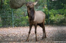 Zwergwapiti (Cervus canadensis nannodes) im Tierpark Berlin