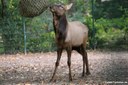 Cervus canadensis nannodes