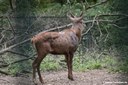 Cervus elaphus barbarus