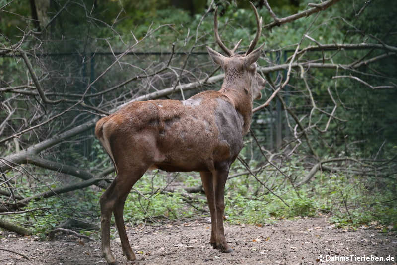 Cervus elaphus barbarus-1