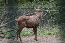 Atlashirsch (Cervus elaphus barbarus) im Tierpark Berlin