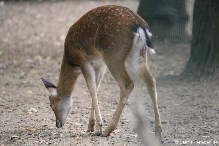 Cervus nippon pseudaxis