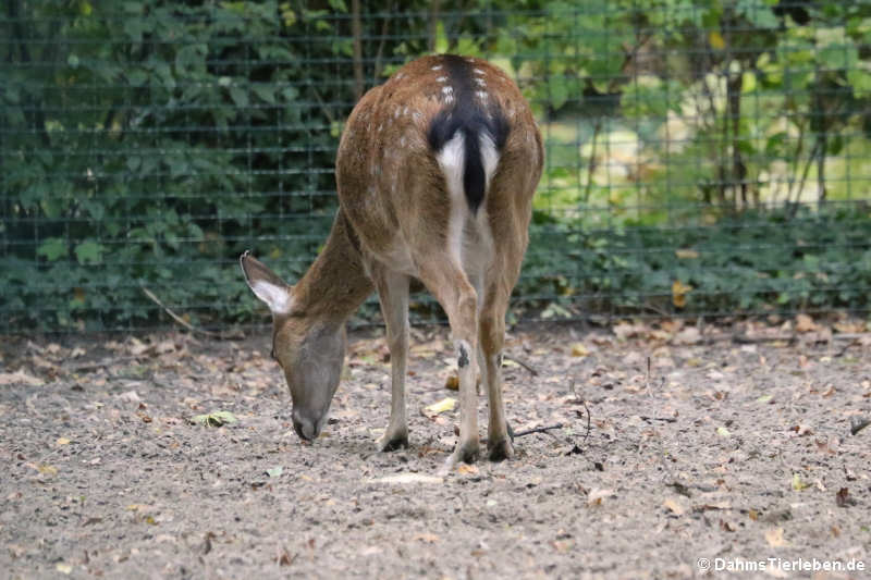 Vietnam-Sikahirsch (Cervus nippon pseudaxis)