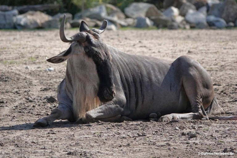 Connochaetes taurinus albojubatus