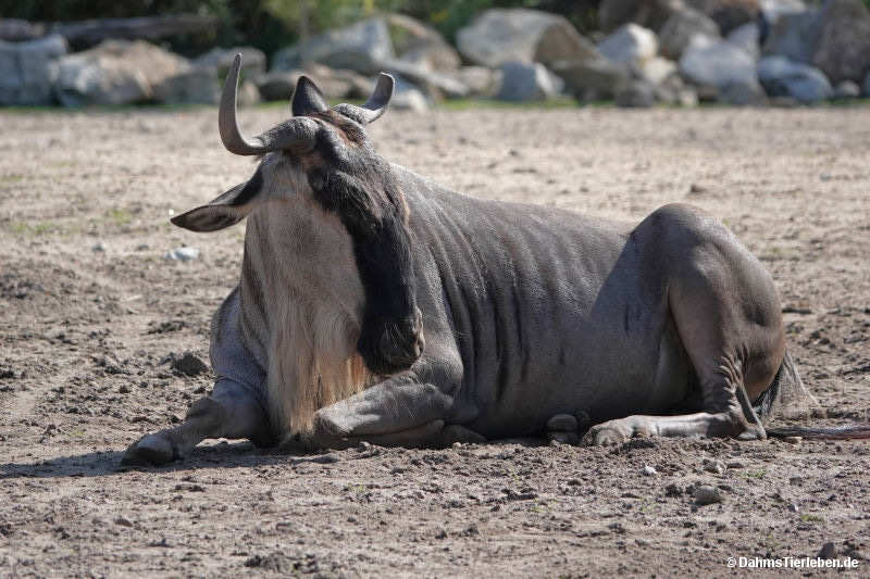 Connochaetes taurinus albojubatus