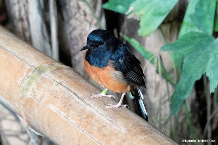 Copsychus malabaricus