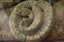 Uracoan Klapperschlange (Crotalus vegrandis) im Tierpark Berlin