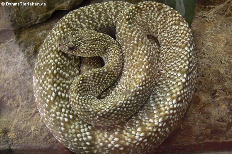 Crotalus vegrandis