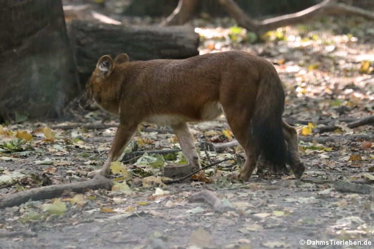 Cuon alpinus lepturus