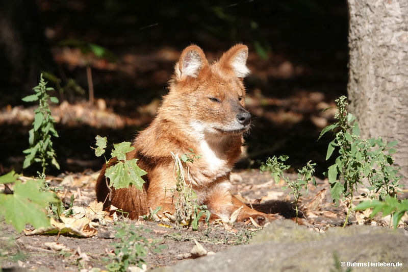 Kiangsi-Rothund (Cuon alpinus lepturus)