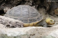 Gelbrand-Scharnierschildkröte (Cuora flavomarginata) im Tierpark Berlin