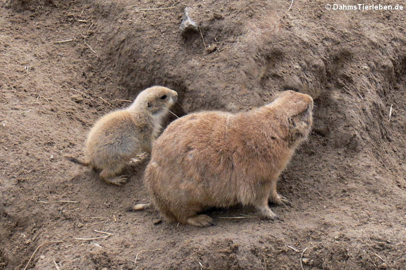 Cynomys ludovicianus-6