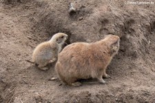 Schwarzschwanz-Präriehunde (Cynomys ludovicianus) im Tierpark Berlin