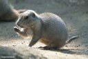 Cynomys ludovicianus