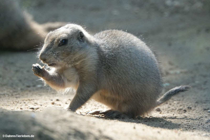 Cynomys ludovicianus
