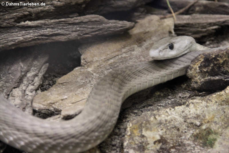 Dendroaspis polylepis-3