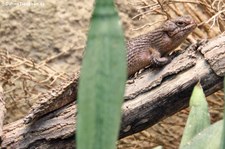 Dornschwanz-Stachelskink (Egernia stokesii) im Tierpark Berlin