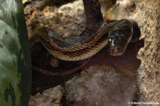 Insel-Kletternatter (Elaphe climacophora) im Tierpark Berlin