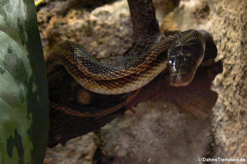 Elaphe climacophora-1