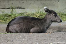 Ostchinesischer Schopfhirsch (Elaphodus cephalophus michianus) im Tierpark Berlin