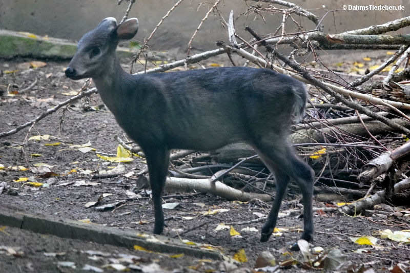 Elaphodus cephalophus michianus