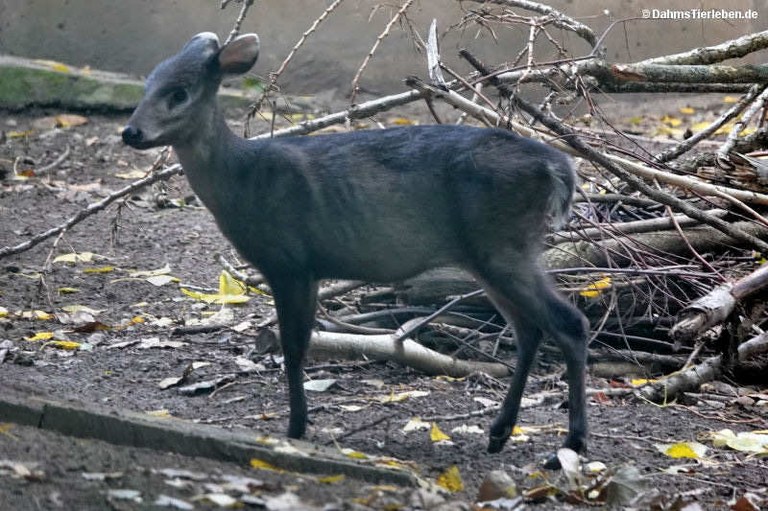 Elaphodus cephalophus michianus