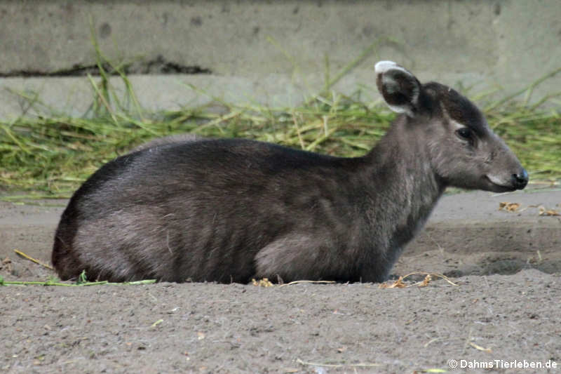 Elaphodus cephalophus michianus-1