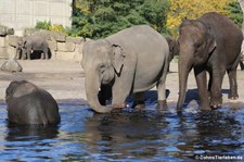 Asiatische Elefanten im Tierpark Berlin