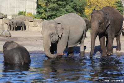 Elephas maximus